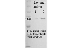 Western Blot analysis of Duckweed (Lemma minor) Heat Shocked cell lysates showing detection of Hsp70 protein using Mouse Anti-Hsp70 Monoclonal Antibody, Clone 5G1-95 . (HSP70/HSC70 antibody  (APC))