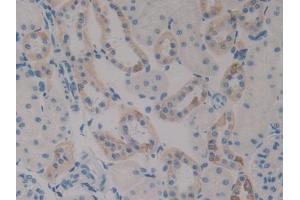 IHC-P analysis of Rat Kidney Tissue, with DAB staining. (PLAU antibody  (AA 17-432))