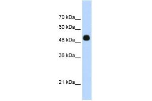 WB Suggested Anti-DMTF1 Antibody Titration:  0. (DMP1 antibody  (C-Term))