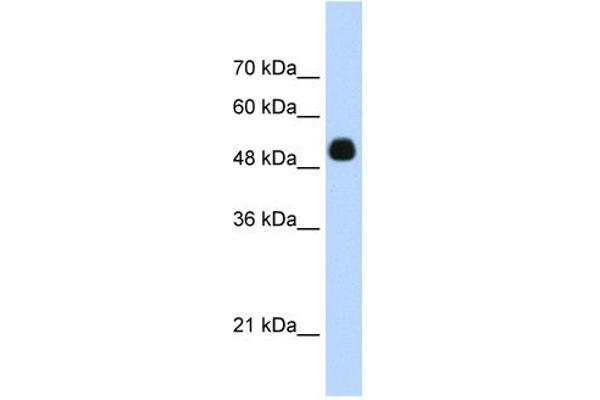 DMP1 antibody  (C-Term)