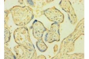 Immunohistochemistry of paraffin-embedded human placenta tissue using ABIN7161023 at dilution of 1:100 (POR antibody  (AA 2-671))