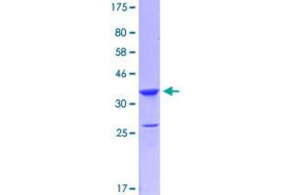 LMO4 Protein (AA 57-165) (GST tag)