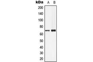 Western blot analysis of Lamin B1 expression in HeLa (A), HepG2 (B) whole cell lysates.