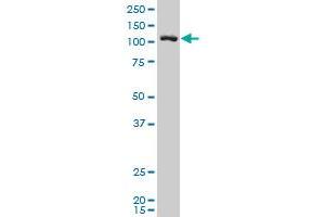 ASAP2 antibody  (AA 909-1006)