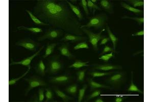 Immunofluorescence of purified MaxPab antibody to UBA7 on HeLa cell.