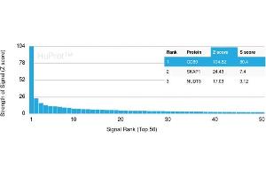 Analysis of Protein Array containing more than 19,000 full-length human proteins using CD80 Mouse Monoclonal Antibody (C80/2723) Z- and S- Score: The Z-score represents the strength of a signal that a monoclonal antibody (MAb) (in combination with a fluorescently-tagged anti-IgG secondary antibody) produces when binding to a particular protein on the HuProtTM array. (CD80 antibody  (AA 35-142))