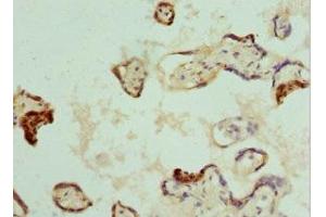 Immunohistochemistry of paraffin-embedded human placenta tissue using ABIN7161915 at dilution of 1:100