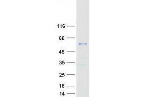 Validation with Western Blot (TTC19 Protein (Myc-DYKDDDDK Tag))