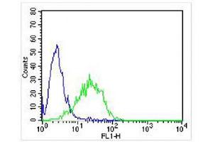 Overlay histogram showing Jurkat cells stained with (ABIN652569 and ABIN2842382) (green line). (KLRC1 antibody  (C-Term))