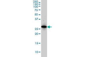 PSMA8 monoclonal antibody (M03A), clone 2E3 Western Blot analysis of PSMA8 expression in K-562 . (PSMA8 antibody  (AA 143-242))