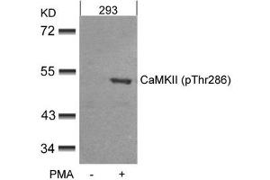Western blot analysis of extracts from 293 cells untreated or treated with PMA using CaMKII(Phospho-Thr286) Antibody. (CAMK2A antibody  (pThr286))