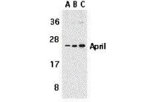 Western Blotting (WB) image for anti-Tumor Necrosis Factor (Ligand) Superfamily, Member 13 (TNFSF13) antibody (ABIN2479513) (TNFSF13 antibody)