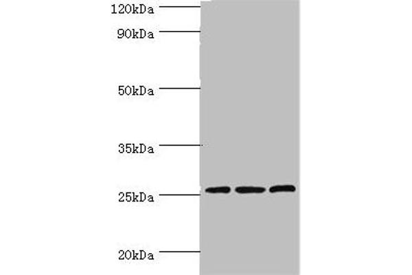 CLDN14 antibody  (AA 140-239)