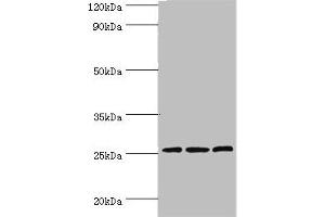 Western blot All lanes: Claudin-14 antibody at 4 μg/mL Lane 1: Rat liver tissue Lane 2: Mouse kidney tissue Lane 3: Hela whole cell lysate Secondary Goat polyclonal to rabbit IgG at 1/10000 dilution Predicted band size: 26 kDa Observed band size: 26 kDa