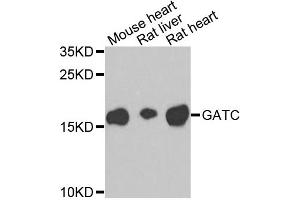 Western blot analysis of extracts of various cell lines, using GATC antibody. (GATC antibody)