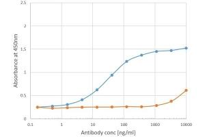 Binding curve of anti-Phl p 1 antibody Clone 25 (ABIN7072744) to Phl p 1 ELISA Plate coated with Phl p 1 (RayBiotech, 228-22412) at a concentration of 2 μg/mL. (Recombinant Phosducin-Like antibody)