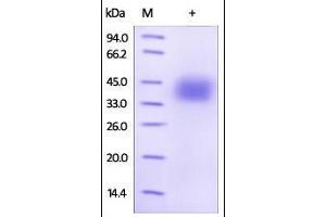 Human PD-L1, Strep Tag on SDS-PAGE under reducing (R) condition. (PD-L1 Protein (AA 19-238) (Strep Tag))