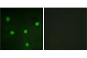 Immunofluorescence analysis of NIH-3T3 cells, using RBL1 (Ab-369) Antibody.