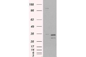 Western Blotting (WB) image for Pirin (PIR) peptide (ABIN370170)