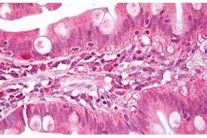 Anti-MEIS1 antibody IHC staining of human small intestine. (MEIS1 antibody  (AA 280-330))