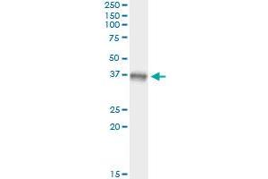 Immunoprecipitation of MAP2K3 transfected lysate using anti-MAP2K3 monoclonal antibody and Protein A Magnetic Bead , and immunoblotted with MAP2K3 monoclonal antibody.
