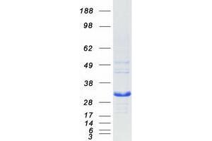 Western Blotting (WB) image for BCL2-Like 1 (BCL2L1) (Transcript Variant 1) protein (Myc-DYKDDDDK Tag) (ABIN2715192)