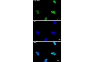 Immunofluorescence (IF) image for anti-Histone 3 (H3) (H3K9ac) antibody (ABIN2668415)