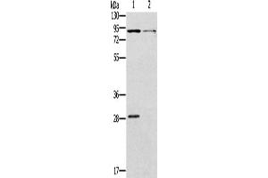 Western Blotting (WB) image for anti-Cyclic Nucleotide Gated Channel alpha 3 (CNGA3) antibody (ABIN2421415) (CNGA3 antibody)
