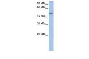 Image no. 1 for anti-Collagen, Type XXV, alpha 1 (COL25A1) (AA 362-411) antibody (ABIN6738668) (COL25A1 antibody  (AA 362-411))