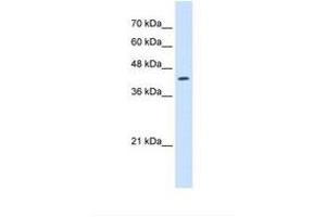 Image no. 1 for anti-Ring Finger Protein 165 (RNF165) (N-Term) antibody (ABIN320790) (RNF165 antibody  (N-Term))