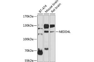 Western blot analysis of extracts of various cell lines, using NEDD4L antibody (ABIN6132407, ABIN6144504, ABIN6144505 and ABIN6224109) at 1:1000 dilution.