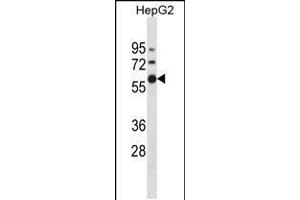 Western blot analysis in HepG2 cell line lysates (35ug/lane). (ZNF205 antibody  (N-Term))