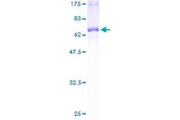 ACOT7 Protein (AA 1-338) (GST tag)