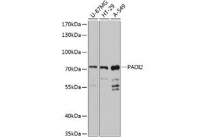 Western blot analysis of extracts of various cell lines, using P antibody (ABIN6128411, ABIN6145164, ABIN6145166 and ABIN6215841) at 1:3000 dilution. (PADI2 antibody  (AA 1-200))