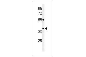 Western blot analysis of CLM1 Antibody (N-term) (ABIN653906 and ABIN2843144) in K562 cell line lysates (35 μg/lane).