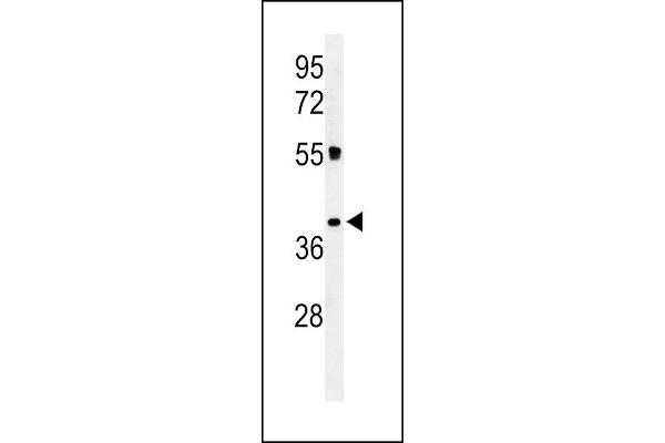 IREM1 antibody  (N-Term)