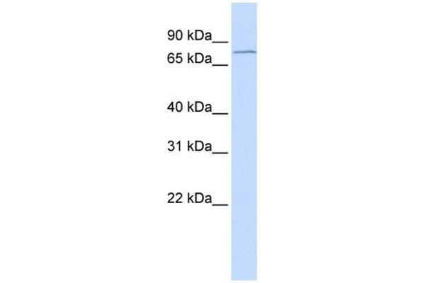 CHAF1B antibody  (N-Term)