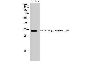 Western Blotting (WB) image for anti-Olfactory Receptor, Family 9, Subfamily Q, Member 1 (OR9Q1) (C-Term) antibody (ABIN3186208) (OR9Q1 antibody  (C-Term))