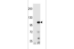 Western blot analysis of Elongin A using rabbit polyclonal Elongin A Antibody using 293 cell lysates (2 ug/lane) either nontransfected (Lane 1) or transiently transfected (Lane 2) with the Elongin A gene. (TCEB3 antibody  (N-Term))