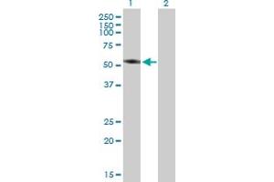Western Blot analysis of TBC1D2 expression in transfected 293T cell line by TBC1D2 MaxPab polyclonal antibody.