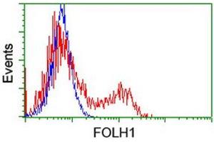 HEK293T cells transfected with either RC218310 overexpress plasmid (Red) or empty vector control plasmid (Blue) were immunostained by anti-FOLH1 antibody (ABIN2455715), and then analyzed by flow cytometry. (PSMA antibody)