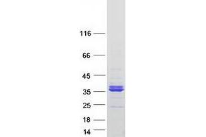 Validation with Western Blot (PLSCR3 Protein (Myc-DYKDDDDK Tag))