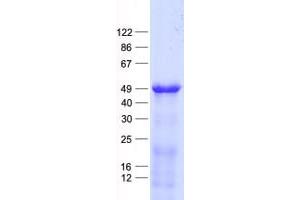 Validation with Western Blot (CEBPA Protein (His tag))