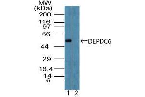 Image no. 1 for anti-DEP Domain Containing mTOR-Interacting Protein (DEPTOR) (AA 230-280) antibody (ABIN960132) (DEPTOR antibody  (AA 230-280))
