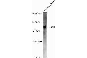 Western Blotting (WB) image for anti-Inhibitor of kappa Light Polypeptide Gene Enhancer in B-Cells, Kinase beta (IKBKB) (AA 630-730) antibody (ABIN3022876)