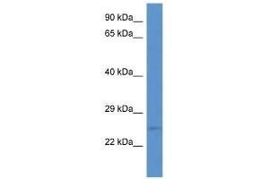 Western Blot showing Eras antibody used at a concentration of 1. (ERAS antibody  (N-Term))