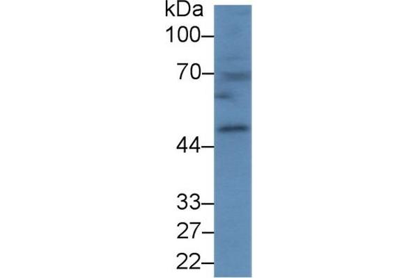 CPB1 antibody  (AA 109-415)