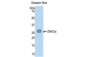 Western Blotting (WB) image for anti-Laminin, alpha 4 (LAMa4) (AA 745-940) antibody (ABIN1859600) (LAMa4 antibody  (AA 745-940))