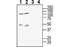 anti-C-Type Lectin Domain Family 7, Member A (CLEC7A) (AA 87-102), (Extracellular) antibody