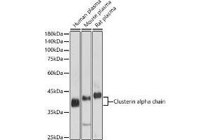 Western blot analysis of extracts of various cell lines, using Clusterin alpha chain antibody (ABIN6133477, ABIN6138756, ABIN6138758 and ABIN6216721) at 1:1000 dilution. (Clusterin antibody  (AA 23-120))
